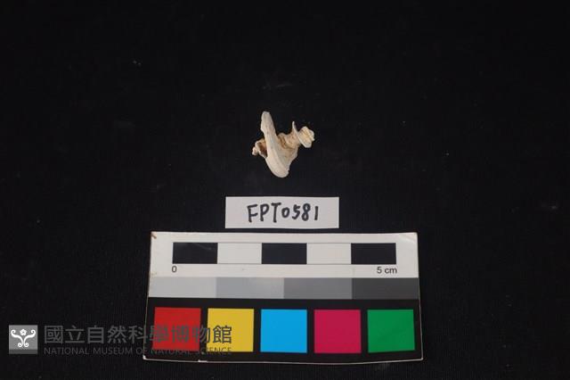 貝殼藏品圖，第1張