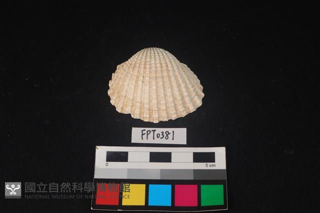 貝殼藏品圖，第1張