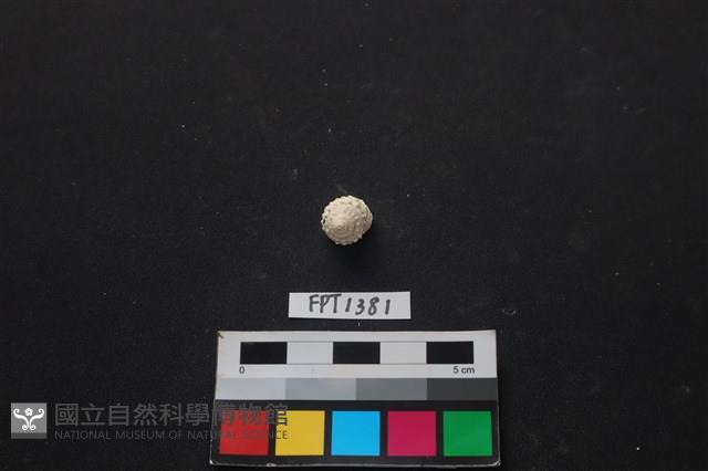 貝殼藏品圖，第1張