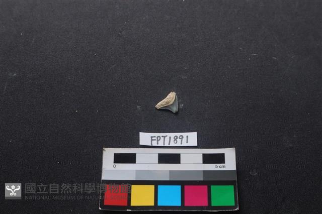 魚骨藏品圖，第1張