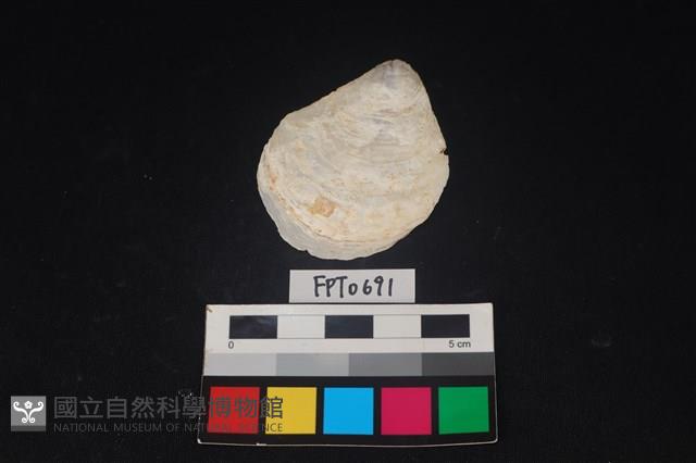 貝殼藏品圖，第1張