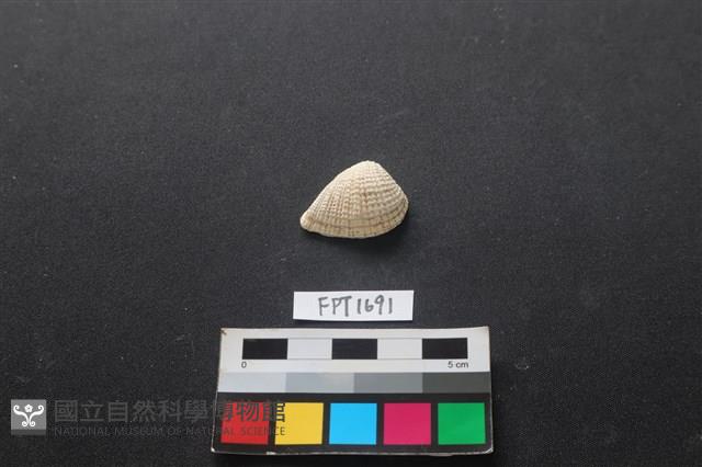 貝殼藏品圖，第1張