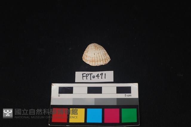 貝殼藏品圖，第1張