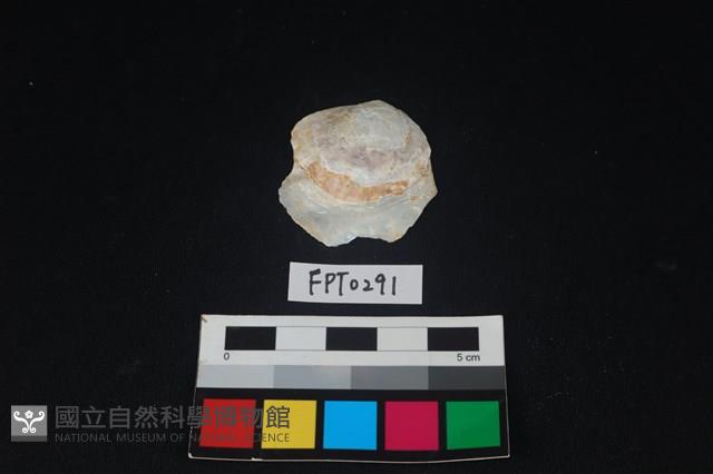 貝殼藏品圖，第1張