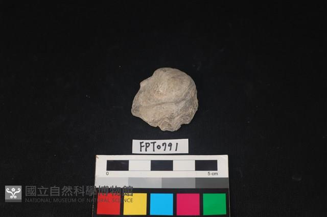 貝殼藏品圖，第1張