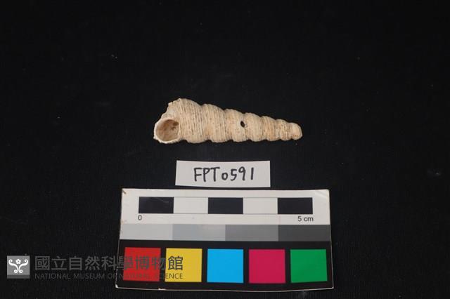 貝殼藏品圖，第1張