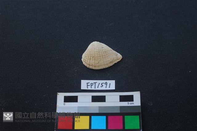 Accession Number:FPT1591 Collection Image, Figure 1, Total 2 Figures