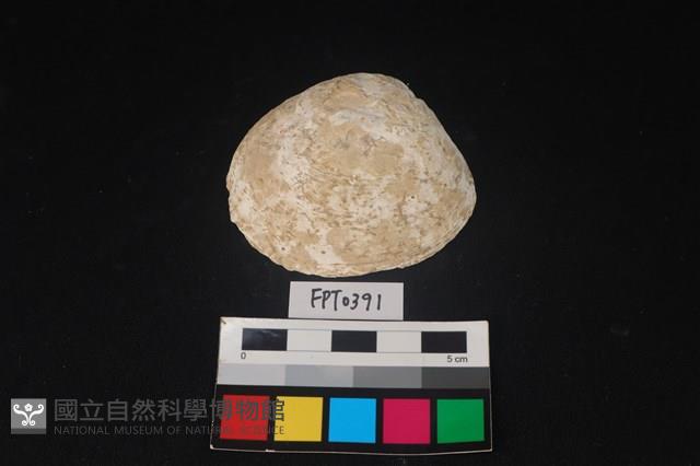 貝殼藏品圖，第1張