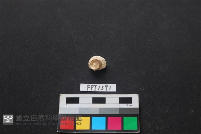 貝殼藏品圖，第1張