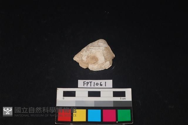 貝殼藏品圖，第1張