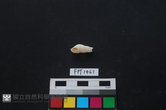 貝殼藏品圖，第1張
