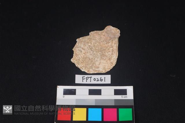 貝殼藏品圖，第1張