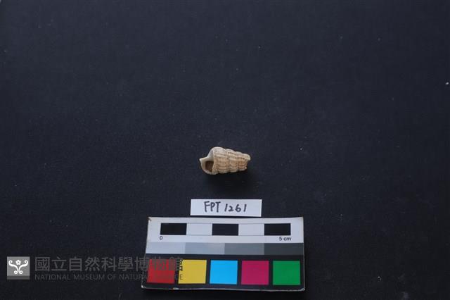 貝殼藏品圖，第1張