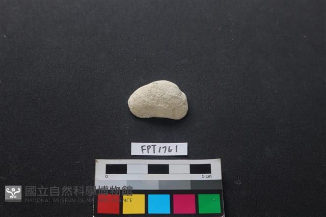 貝殼藏品圖，第1張