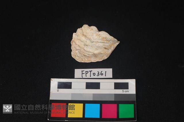 貝殼藏品圖，第1張
