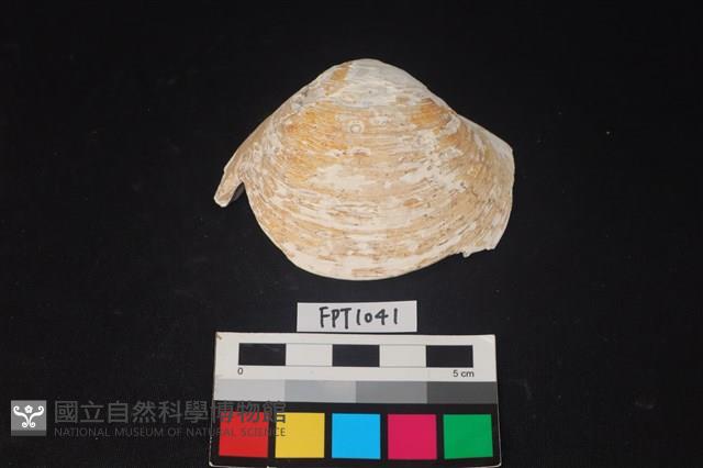 貝殼藏品圖，第1張