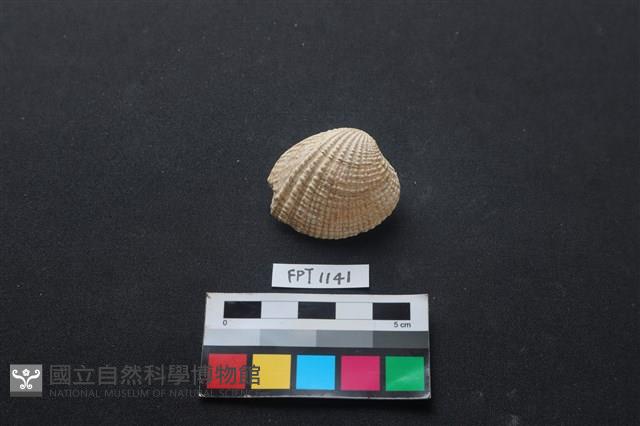 貝殼藏品圖，第1張
