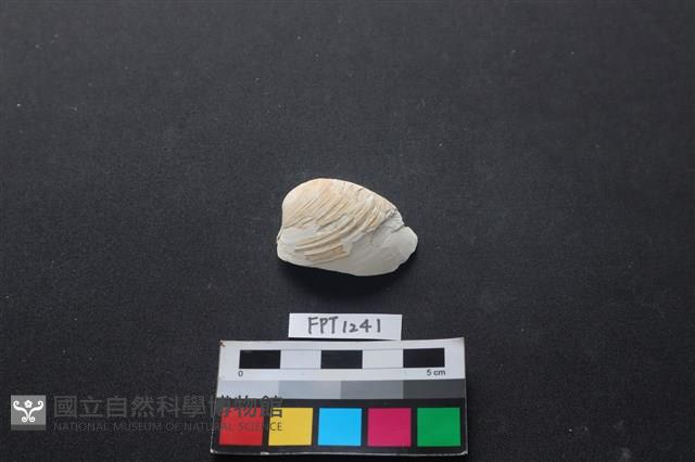 貝殼藏品圖，第1張