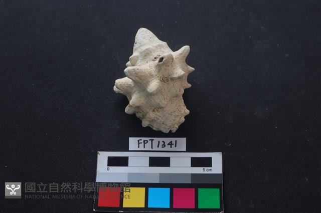 貝殼藏品圖，第1張
