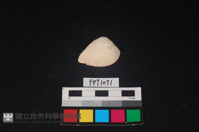 貝殼藏品圖，第1張