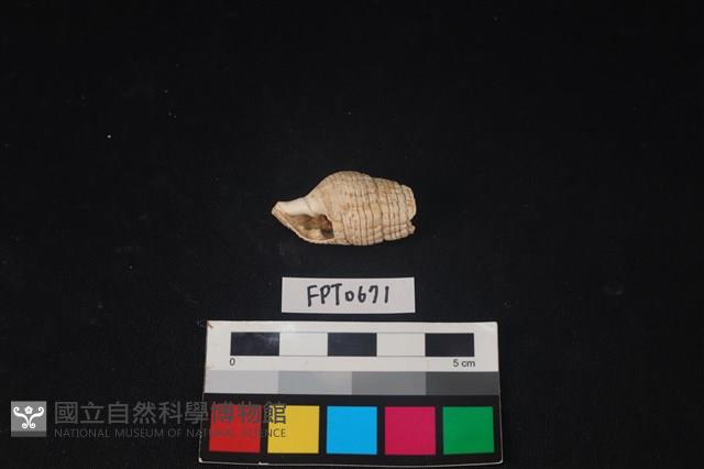 貝殼藏品圖，第1張