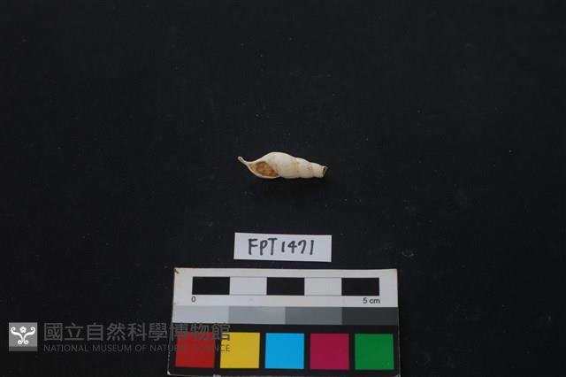 貝殼藏品圖，第1張