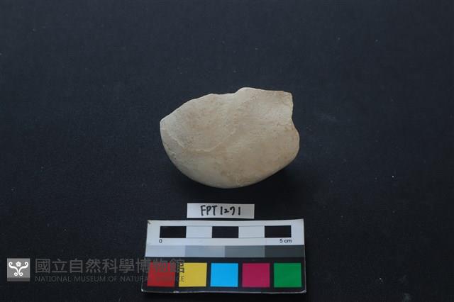 貝殼藏品圖，第1張