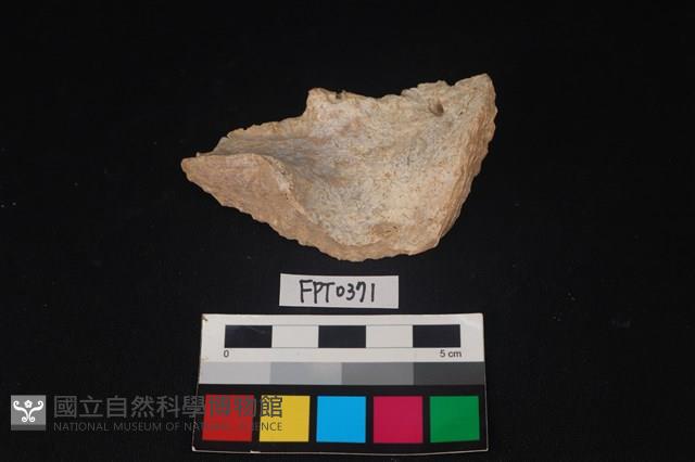 貝殼藏品圖，第1張