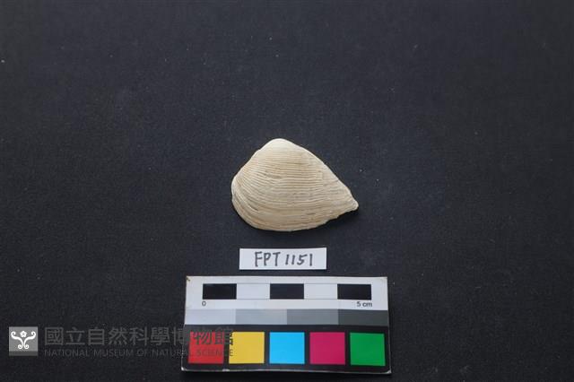 貝殼藏品圖，第1張