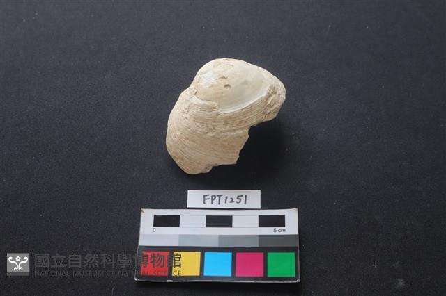 貝殼藏品圖，第1張