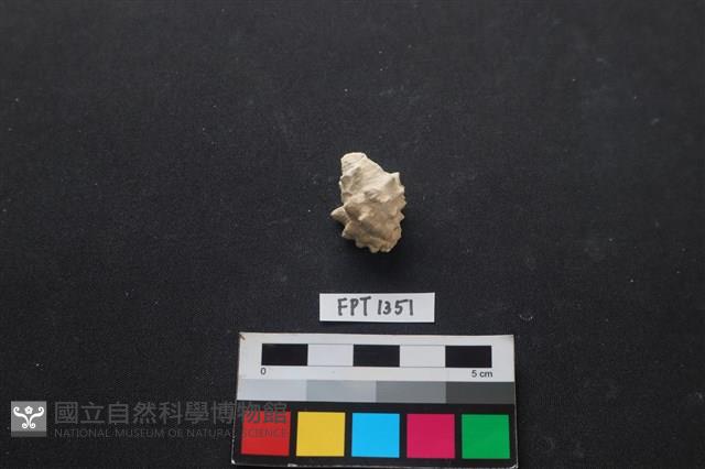 貝殼藏品圖，第1張