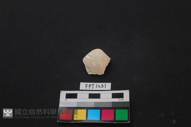 貝殼藏品圖，第1張