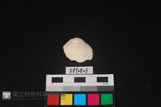 貝殼藏品圖，第1張