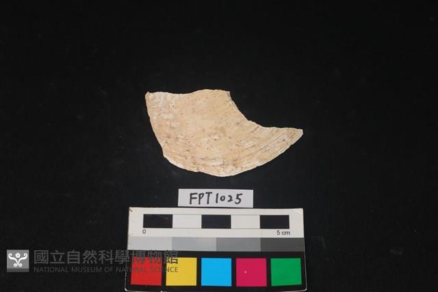 貝殼藏品圖，第1張