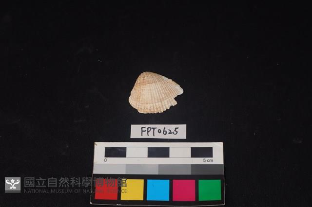 貝殼藏品圖，第1張