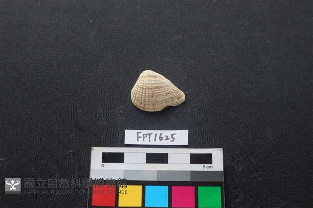 貝殼藏品圖，第1張