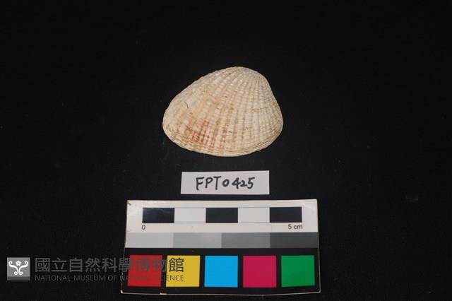 貝殼藏品圖，第1張