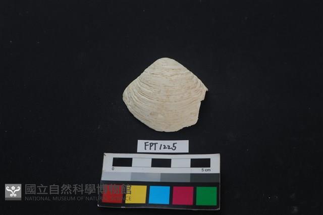 貝殼藏品圖，第1張
