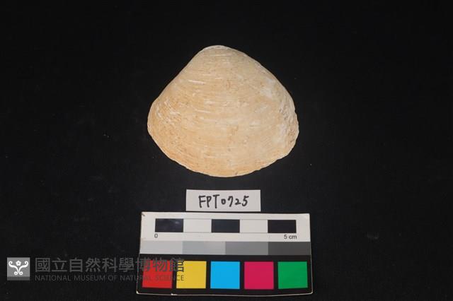 貝殼藏品圖，第1張