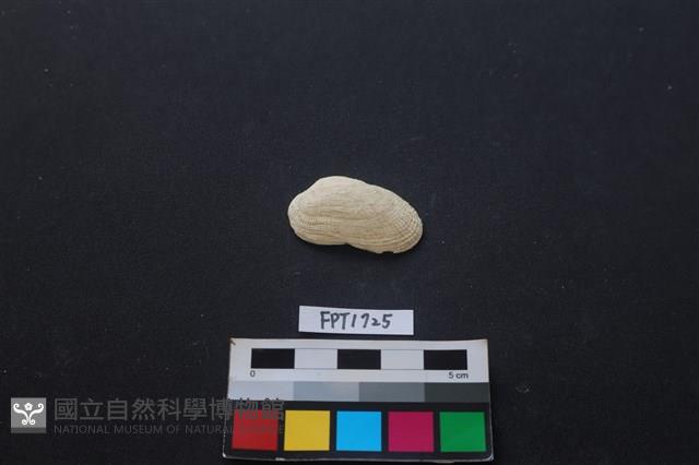 貝殼藏品圖，第1張