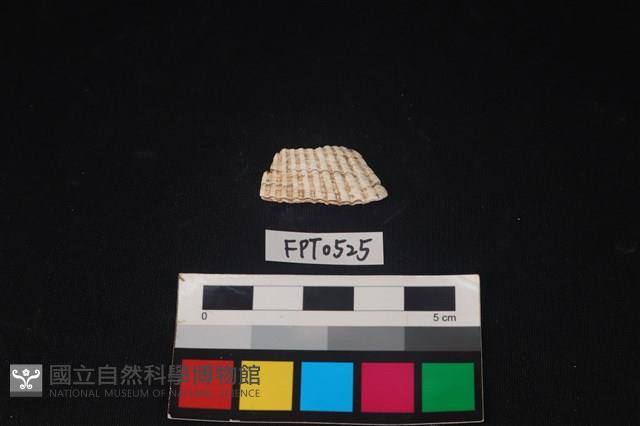 貝殼藏品圖，第1張