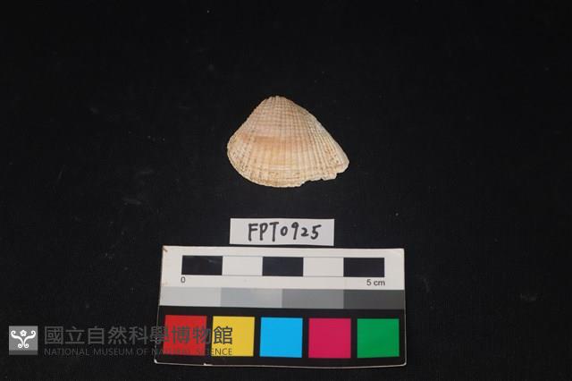 貝殼藏品圖，第1張