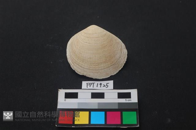 貝殼藏品圖，第1張