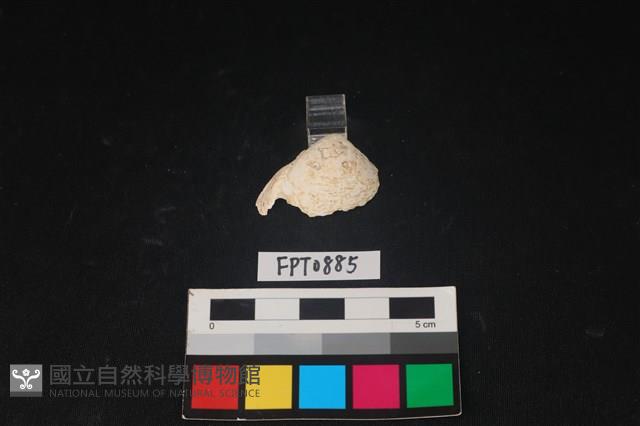 貝殼藏品圖，第1張