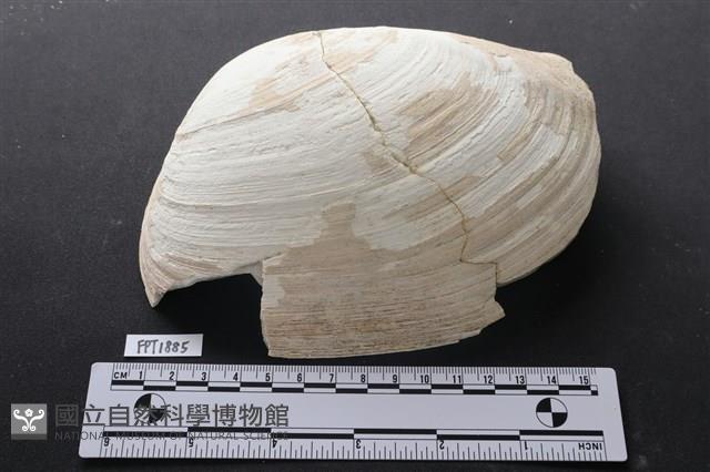 貝殼藏品圖，第1張