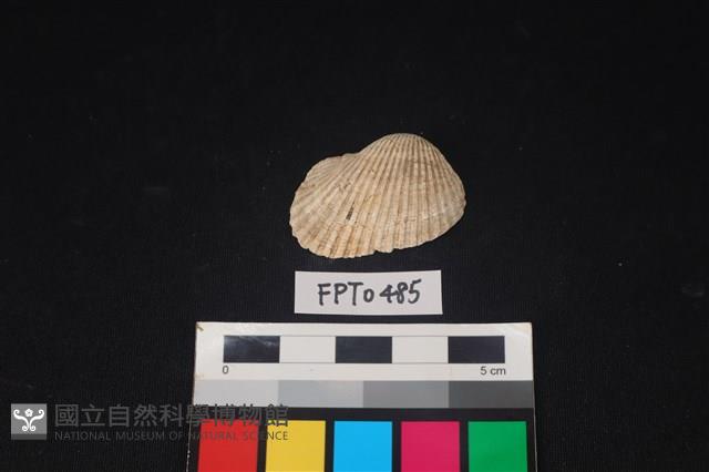 貝殼藏品圖，第1張