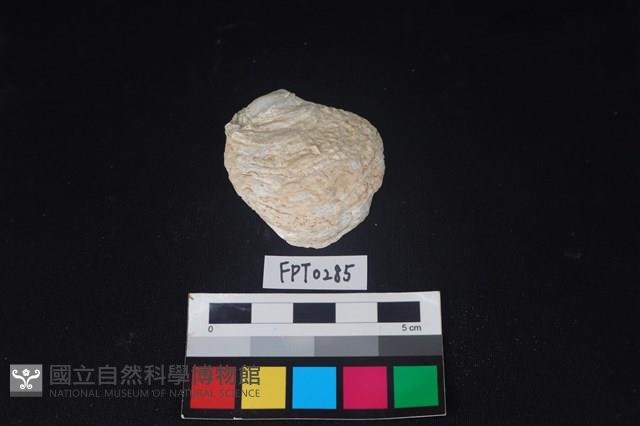 貝殼藏品圖，第1張