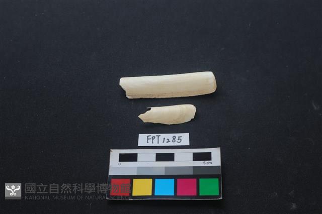貝殼藏品圖，第1張
