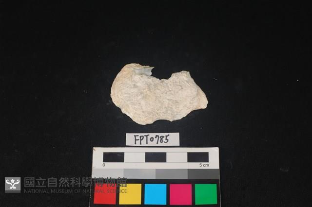 貝殼藏品圖，第1張