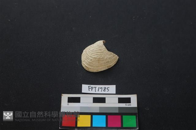 貝殼藏品圖，第1張
